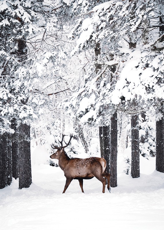 Deer In Snow-3