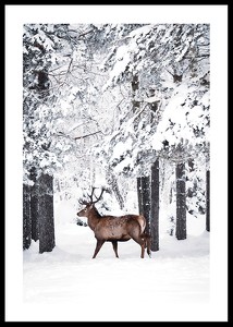 Deer In Snow-0