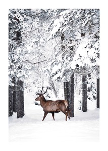Deer In Snow-1