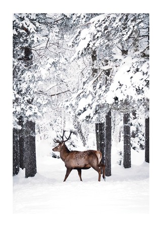 Poster Deer In Snow