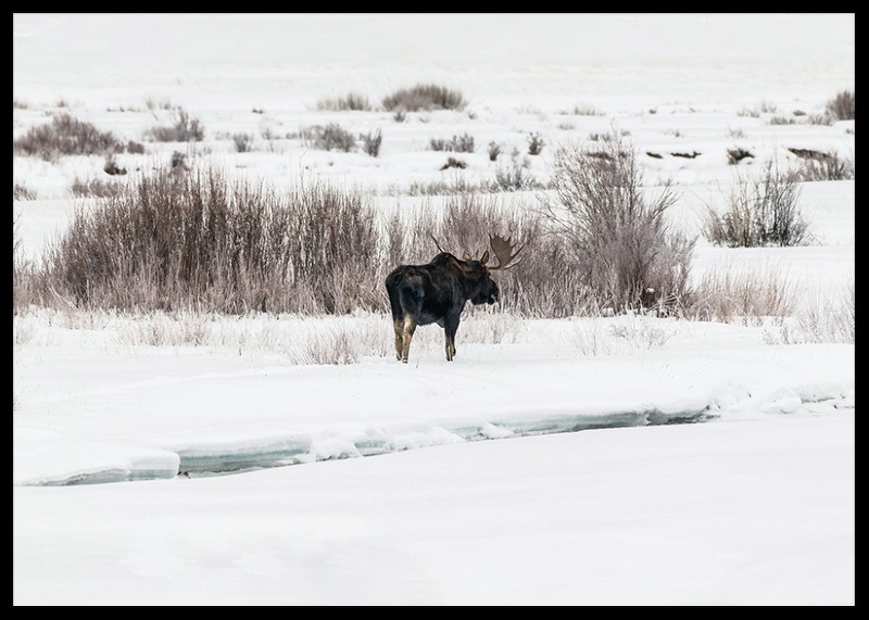 Moose In Snow-2
