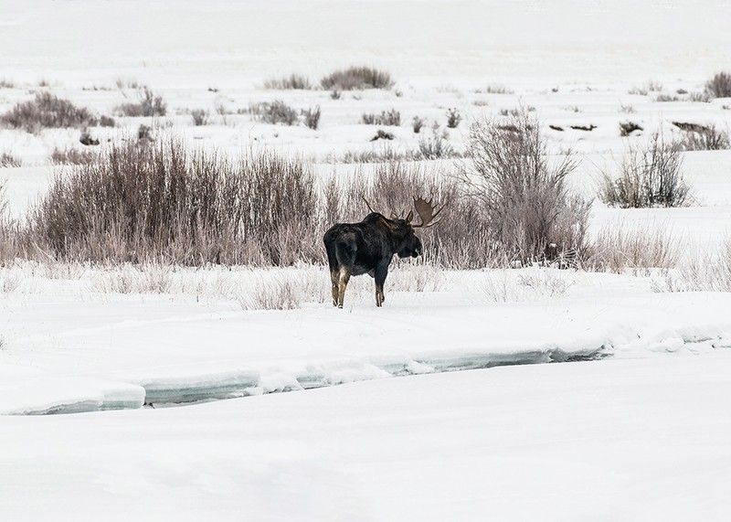 Moose In Snow-3