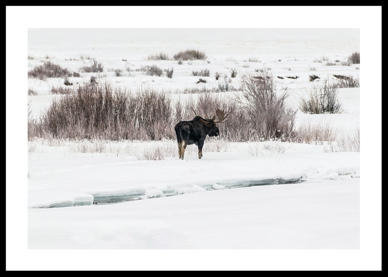 Moose In Snow-0
