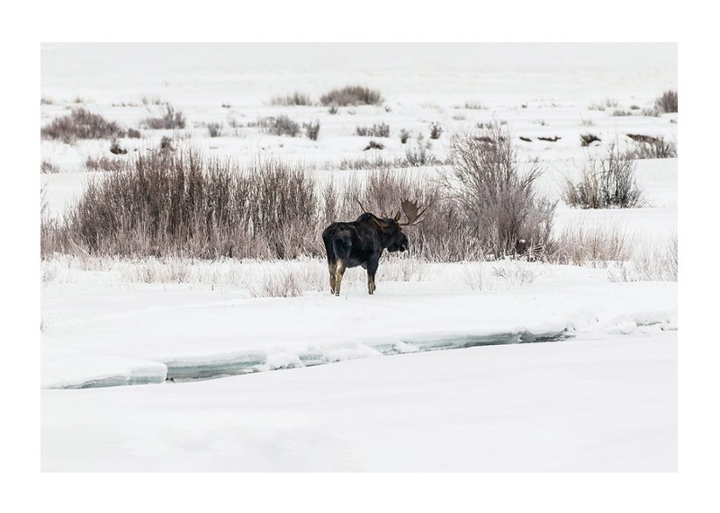 Moose In Snow-1