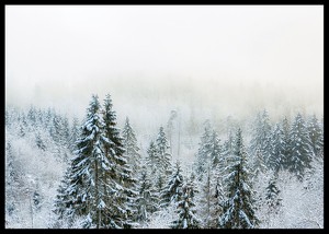 Snow Covered Forest-2