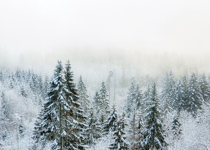 Snow Covered Forest-3