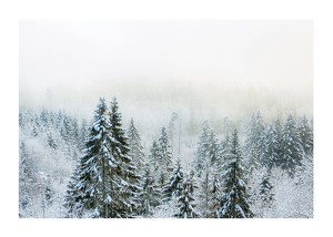 Snow Covered Forest-1