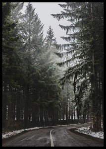 Deep Forest Road-2