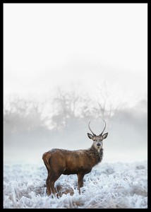 Deer In Field-2