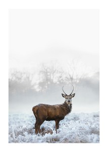 Deer In Field-1