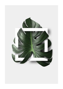 Poster Monstera Boxed