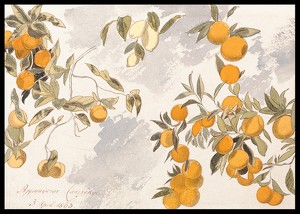 Fruit Trees By Edward Lear-2