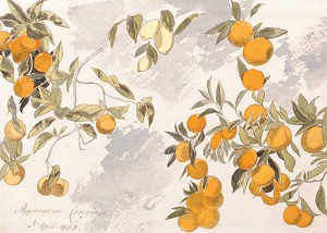 Fruit Trees By Edward Lear-3