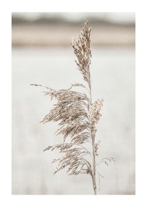Boho Dried In Nature No7-1