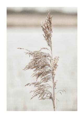 Poster Boho Dried In Nature No7