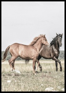 Two Brown Horses-2