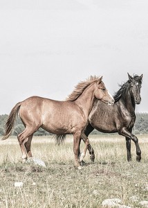 Two Brown Horses-3