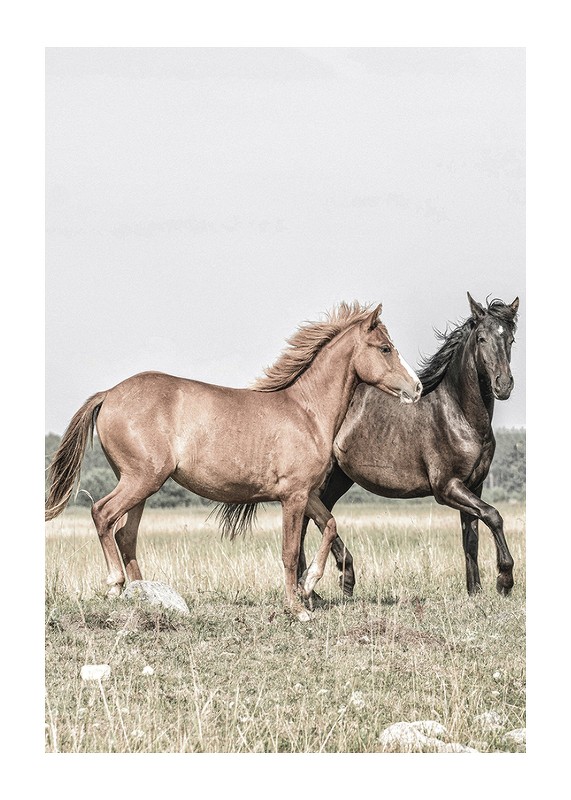 Two Brown Horses-1