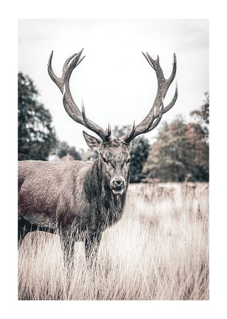 Poster Wild Stag