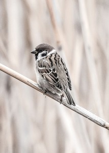 Tree Sparrow-3