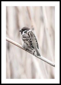Tree Sparrow-0