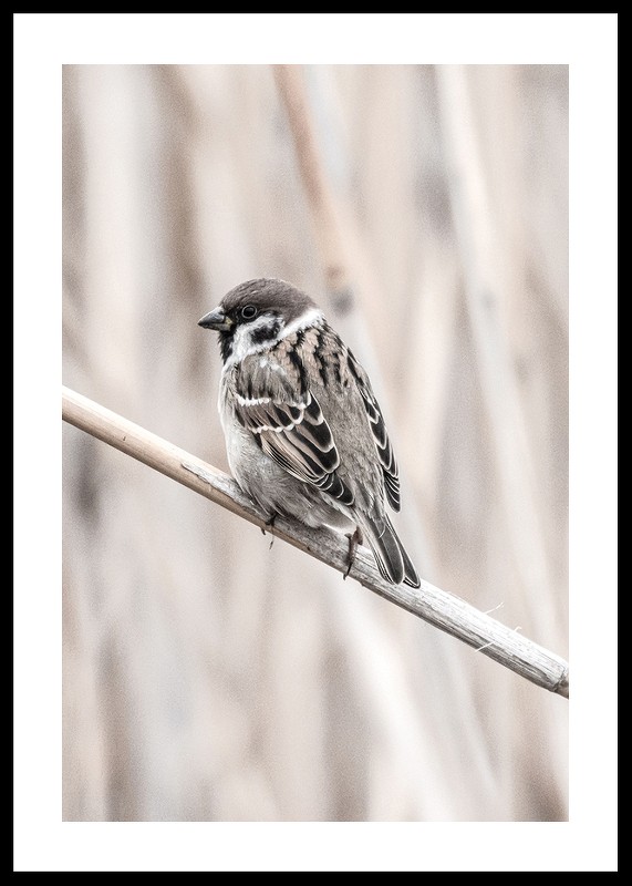 Tree Sparrow-0