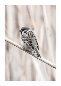 Tree Sparrow-1