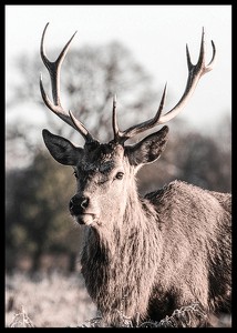 Deer Up Close-2