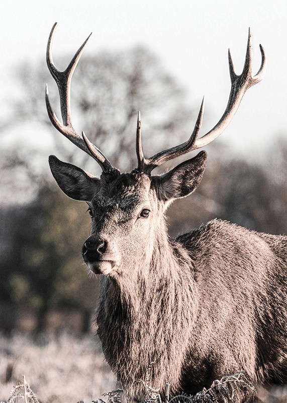 Deer Up Close-3