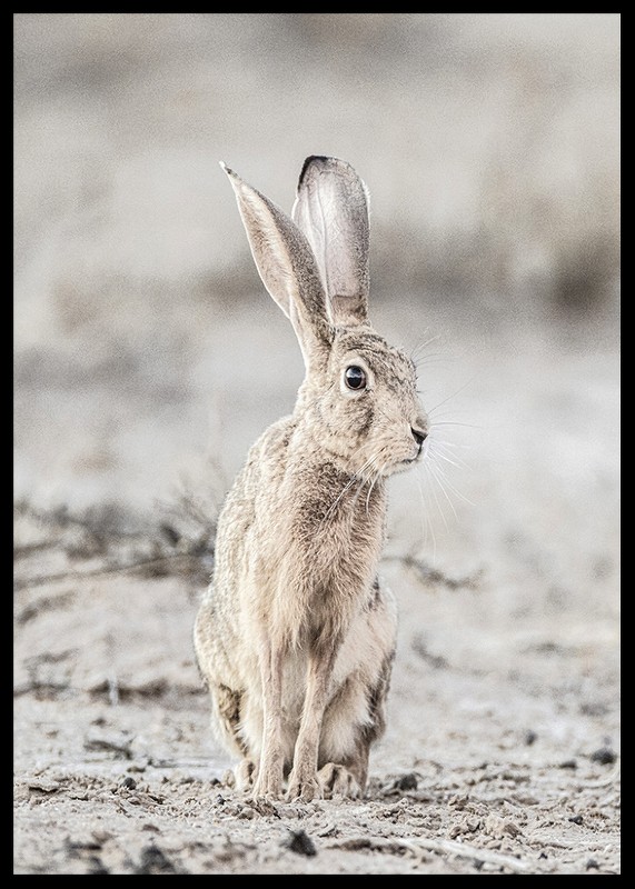 Hare Up Close-2