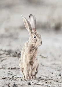Hare Up Close-3