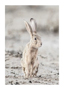 Hare Up Close-1
