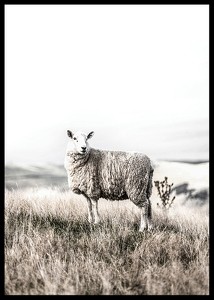 White Sheep In Field-2
