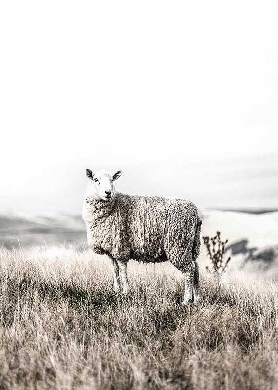 White Sheep In Field-3