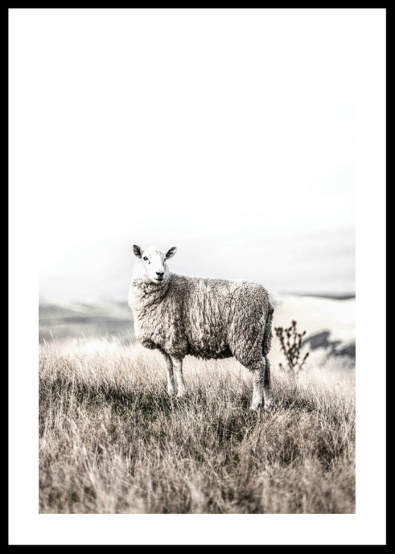 White Sheep In Field-0
