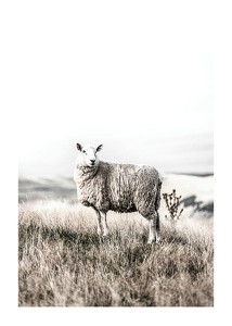 White Sheep In Field-1