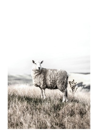 Poster White Sheep In Field