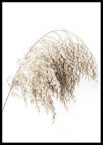 Boho Dried In Nature No2-2