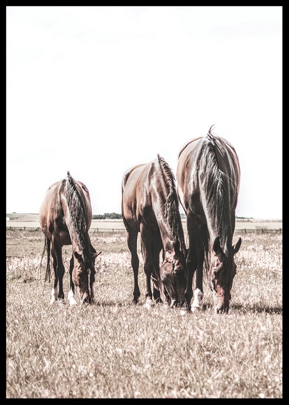Three Brown Horses-2