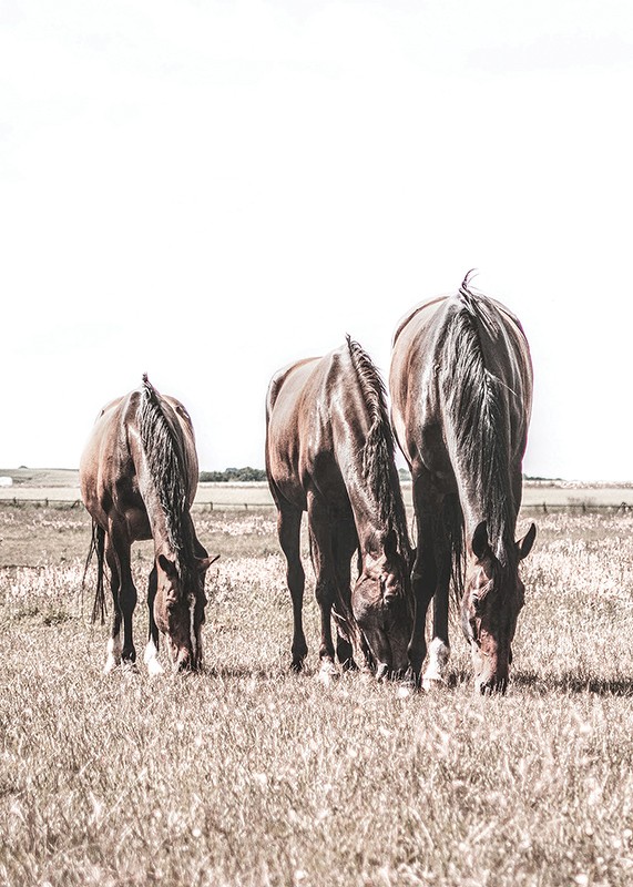 Three Brown Horses-3