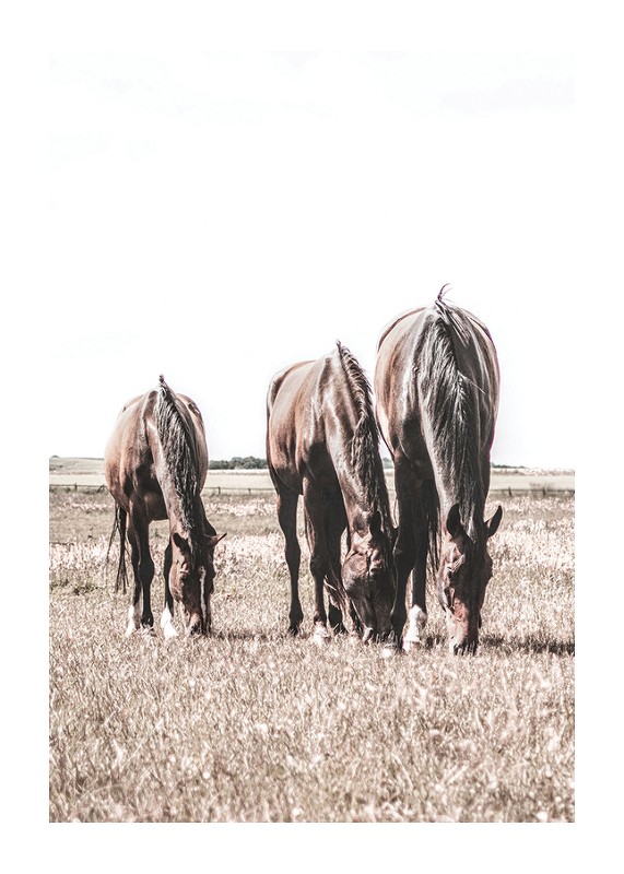 Three Brown Horses-1