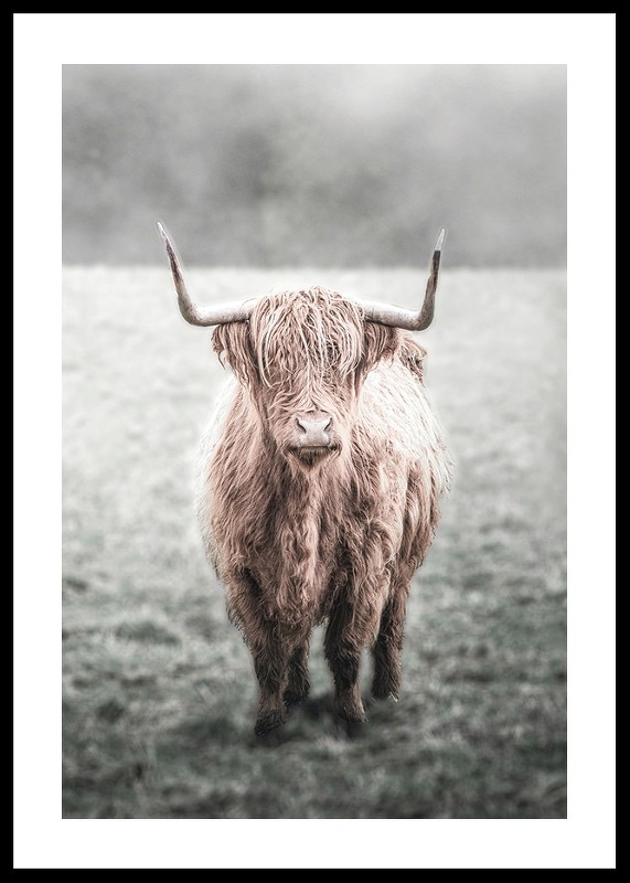 Highland Cow-0
