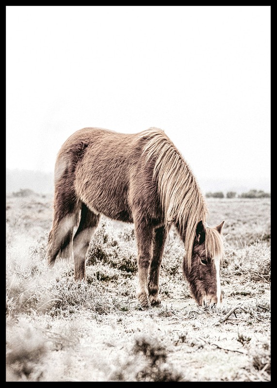 Wild Horse In Field-2