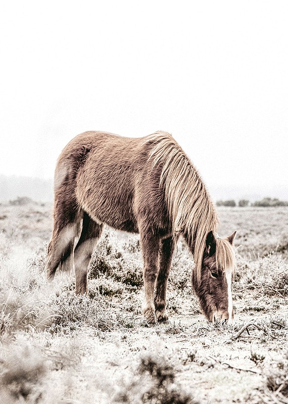 Wild Horse In Field-3