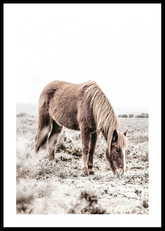 Wild Horse In Field-0