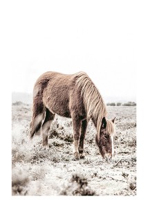 Wild Horse In Field-1