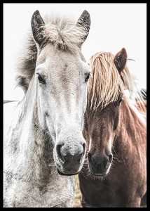 Wild Horses Up Close-2