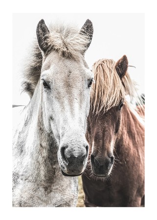 Poster Wild Horses Up Close