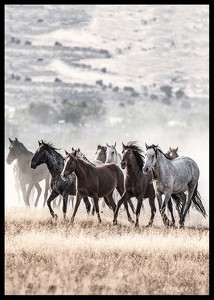 Wild Horses Free Spirit-2