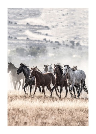 Poster Wild Horses Free Spirit
